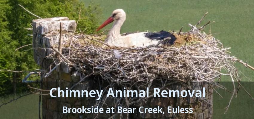 Chimney Animal Removal Brookside at Bear Creek, Euless - TX