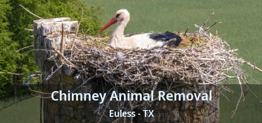 Chimney Animal Removal Euless - TX