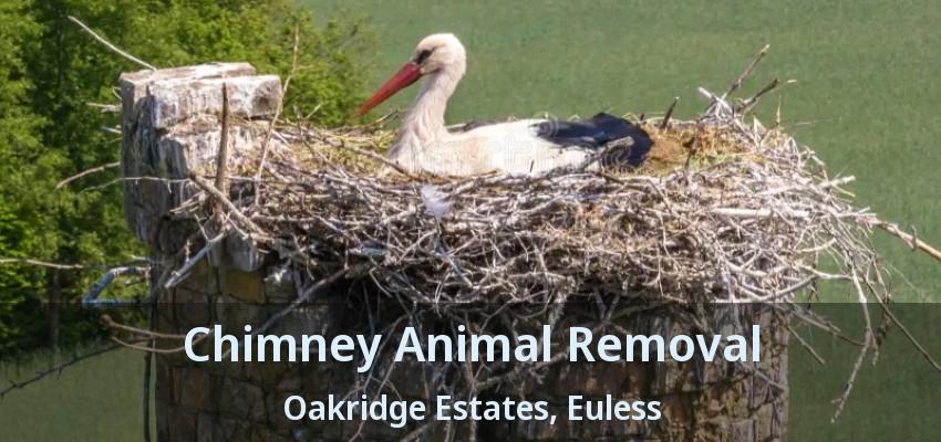 Chimney Animal Removal Oakridge Estates, Euless - TX