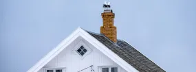 Chimney Nest Removal Euless